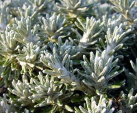 Silvery woolly leaves like hard needles on rigid stems and white flowers.